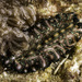 Pseudoceros agattiensis - Photo (c) jim-anderson, todos los derechos reservados, subido por jim-anderson