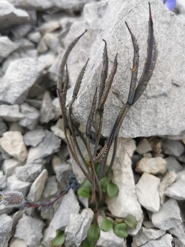 Meconopsis venusta