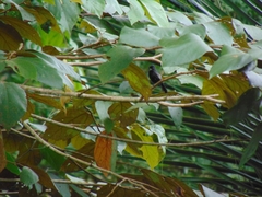 Sporophila corvina corvina image