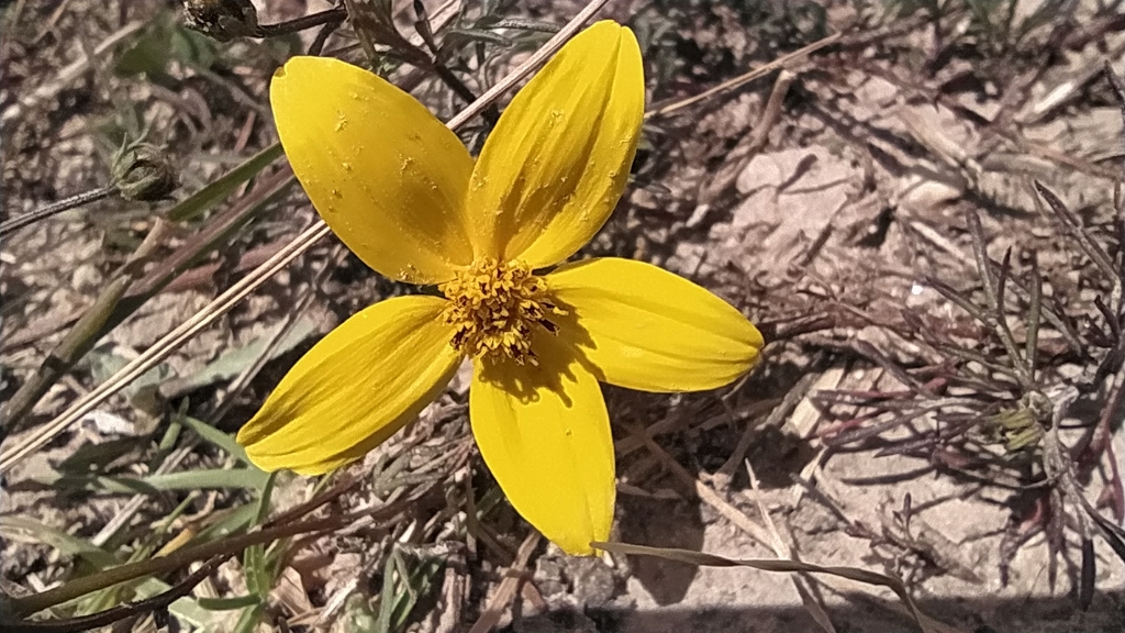 Bidens Triplinervia From Comuna Cdad. Bolívar, Bogotá, Colombia On July ...