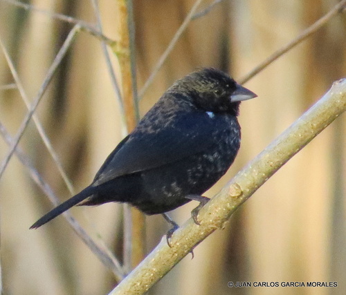 Blue-black Grassquit