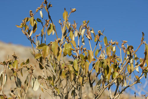 Croton gratissimus var. subgratissimus