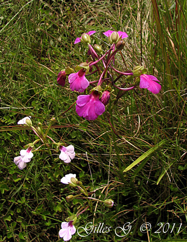 Cynorkis speciosa