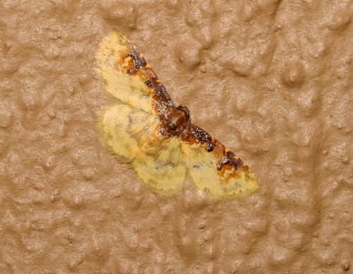Lophocyttarra