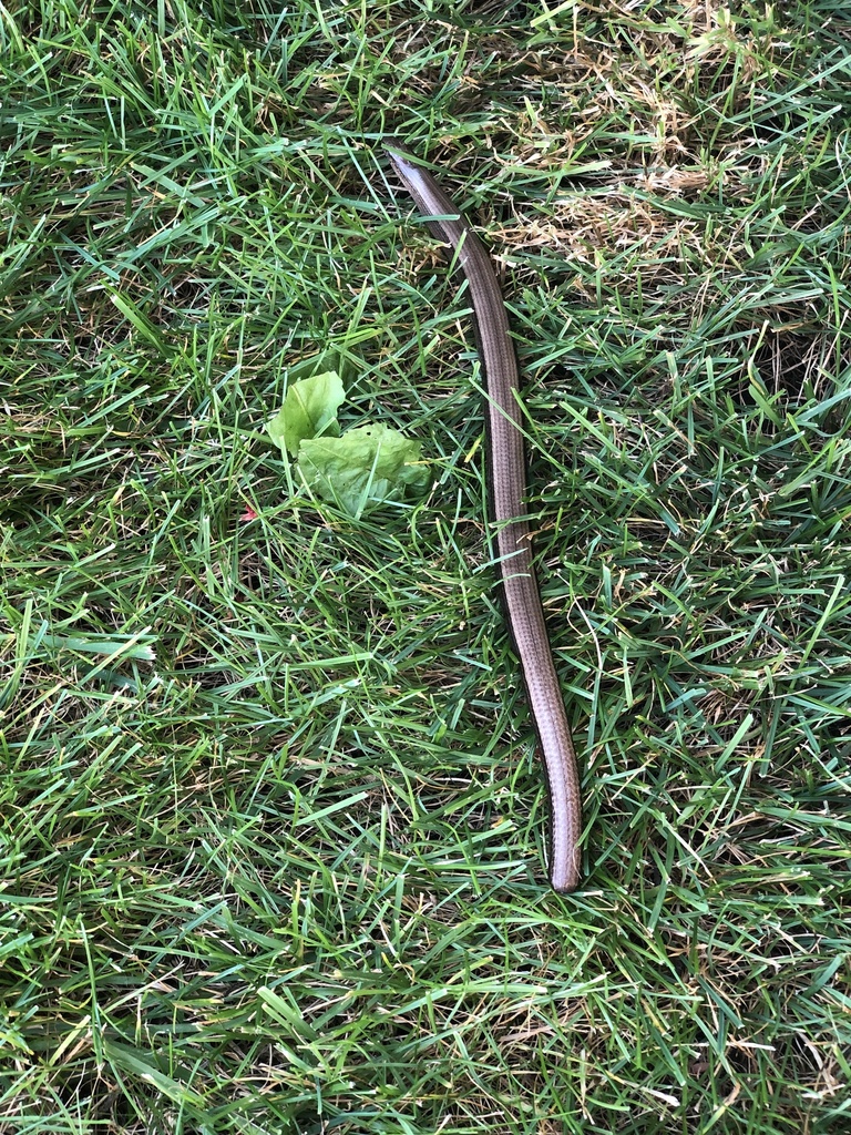 Common Slowworm From Rue Des Iris, Crépy-en-valois, Picardie, Fr On 