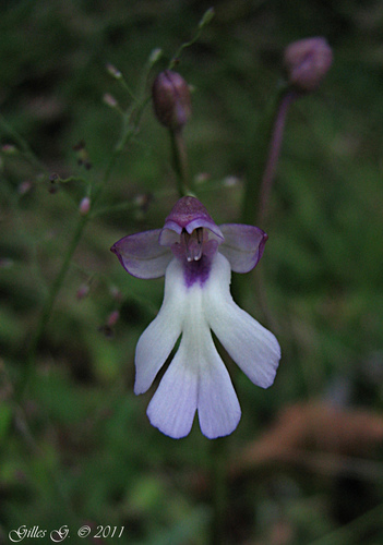 Cynorkis fastigiata