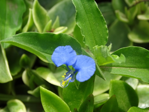 Enkaiteteiyiai in Masai (Commelina latifolia)