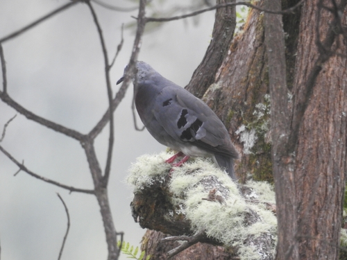 Blueandpurple Ground Doves (Genus Paraclaravis) · iNaturalist