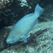 Azure Parrotfish - Photo (c) Andrew Gottscho, all rights reserved, uploaded by Andrew Gottscho