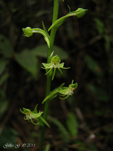 Habenaria alta