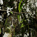 Jumellea gracilipes - Photo (c) GRUNENWALD, todos los derechos reservados, subido por GRUNENWALD