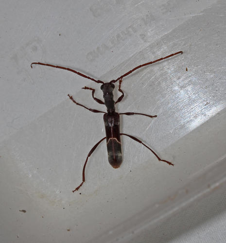 Oxilus