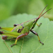 Cornfield Grasshopper - Photo (c) Jorge Rojas S., all rights reserved, uploaded by Jorge Rojas S.