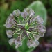 Liparis liliifolia - Photo 由 dtpines 所上傳的 (c) dtpines，保留所有權利