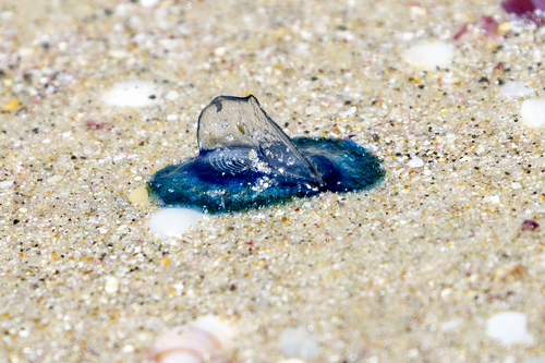 photo of By-the-wind Sailor (Velella velella)