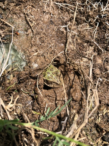 Lowland Burrowing Tree Frog
