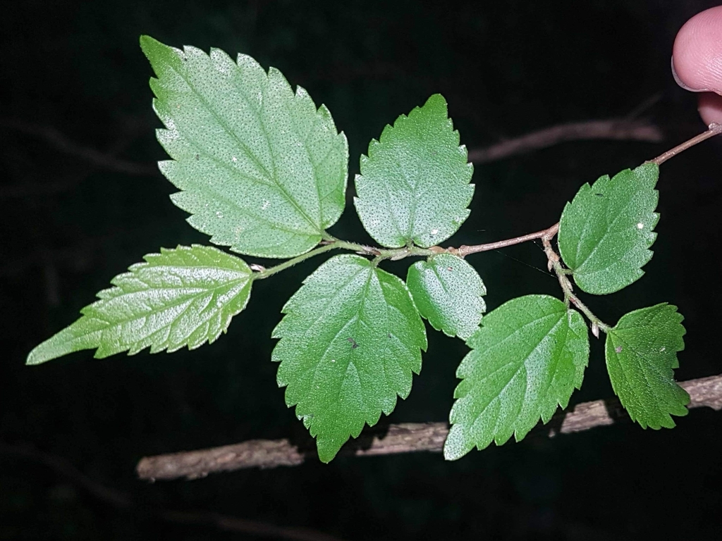 Celtis africana — an easy houseplant, prefers full sun light