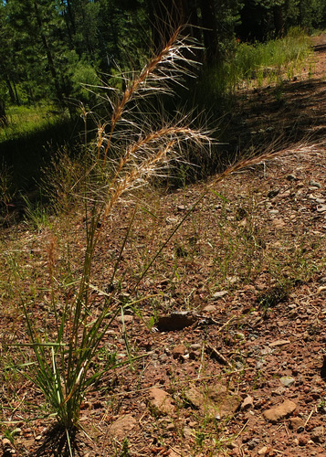 Elymus elymoides ssp. elymoides
