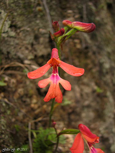 Cynorkis gibbosa