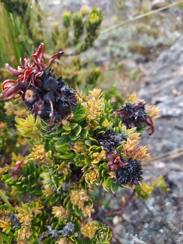 Bejaria tachirensis