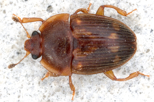 Stelidota geminata (Say, 1825)