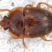 Strawberry Sap Beetle - Photo (c) gernotkunz, all rights reserved, uploaded by gernotkunz