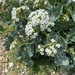 Crambe - Photo (c) Robert J Collins, all rights reserved, uploaded by Robert J Collins