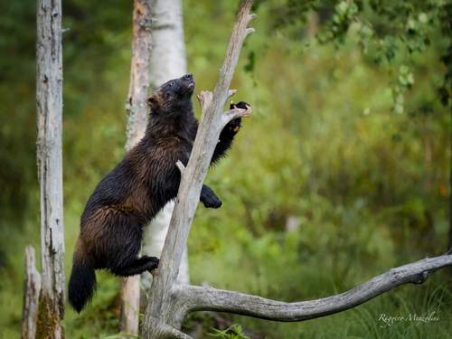 Wolverine