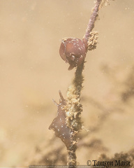 Aplysia punctata image