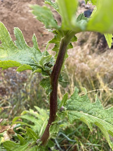 Kamchatka thistle