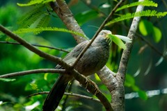 Yellow-Billed Babbler