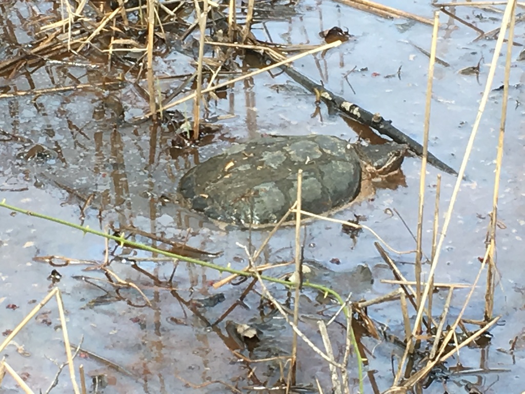 Common Snapping Turtle from Queen Anne’s, Maryland, United States on