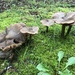 Entoloma subcapitatum - Photo (c) Lauren Ré, todos los derechos reservados, subido por Lauren Ré