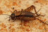 Wood Cricket - Photo (c) Henk Wallays, all rights reserved, uploaded by Henk Wallays