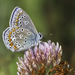 Common Blue - Photo (c) Bryan Pfeiffer, all rights reserved, uploaded by Bryan Pfeiffer