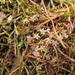 Lilaeopsis novae-zelandiae - Photo (c) Melissa Hutchison, todos los derechos reservados, subido por Melissa Hutchison