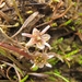 Ranunculus limosella - Photo (c) Melissa Hutchison, kaikki oikeudet pidätetään, lähettänyt Melissa Hutchison