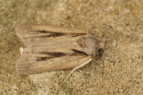 Oak Nycteoline