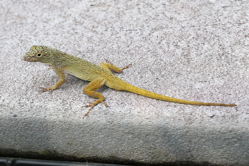 Bark Anole