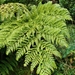 Woolly Tree Fern - Photo (c) João Afonso, all rights reserved, uploaded by João Afonso