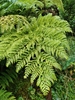 Woolly Tree Fern - Photo (c) João Afonso, all rights reserved, uploaded by João Afonso