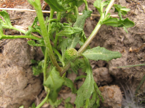 Centipeda