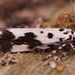 Ethmia quadrillella - Photo (c) Henk Wallays, all rights reserved, uploaded by Henk Wallays