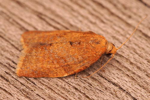 Privet Tortrix