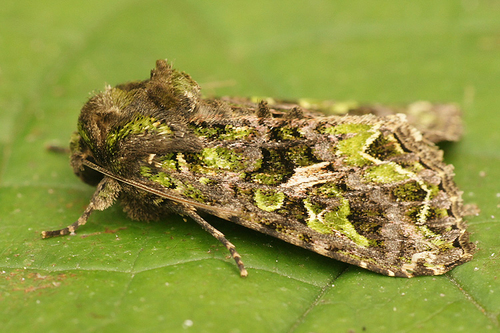 Orache Moth
