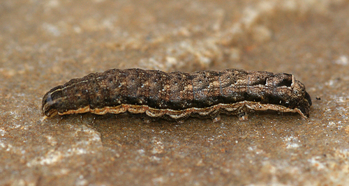 Double Square-spot