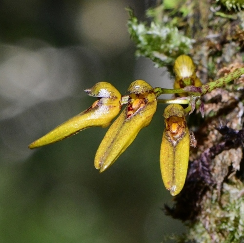 Bulbophyllum elliae