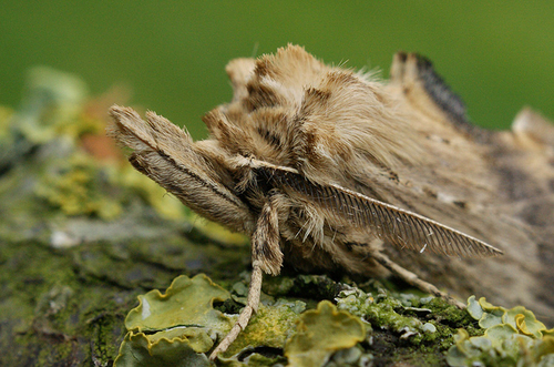 Pale Prominent