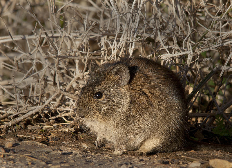 Karoo Bushrat (Otomys unisulcatus)