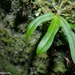 Drymoanthus - Photo (c) Angela  Simpson, todos os direitos reservados, uploaded by Angela  Simpson